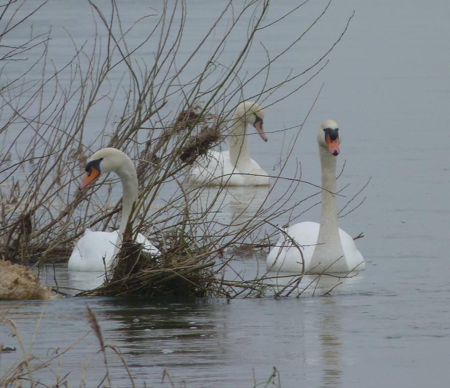 Les Gites De Colliers Muides-sur-Loire Rum bild